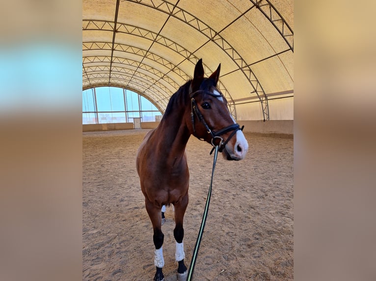 Austrian Warmblood Gelding 10 years 17 hh Brown in Halbturn