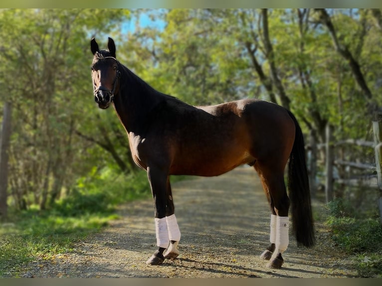 Austrian Warmblood Gelding 10 years 17,2 hh Brown in Wien