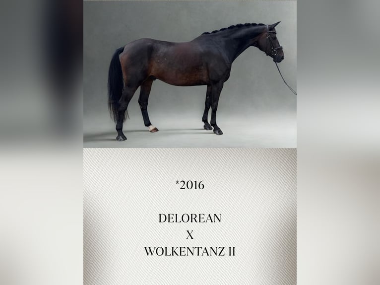 Austrian Warmblood Gelding 10 years Brown in Güglingen