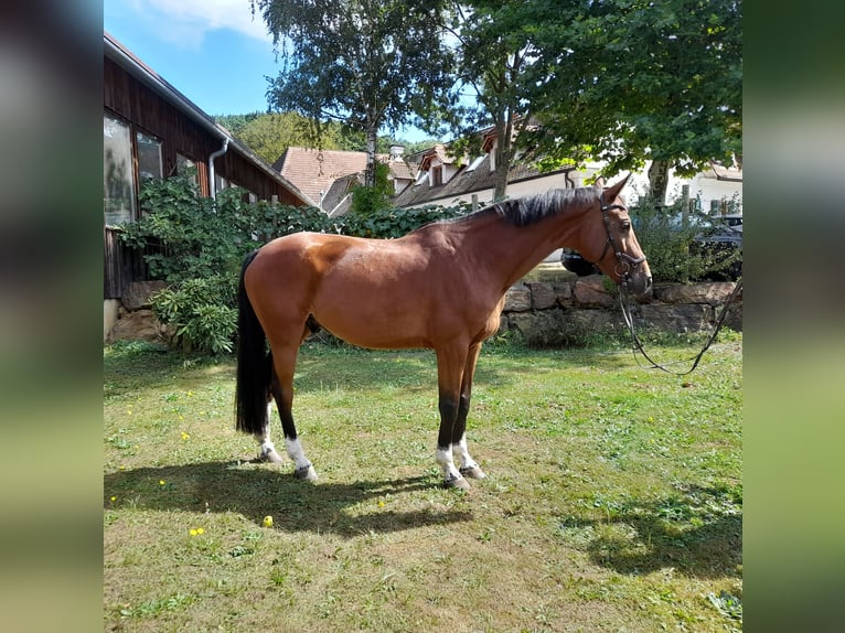 Austrian Warmblood Gelding 11 years 16,3 hh Brown in Hartberg