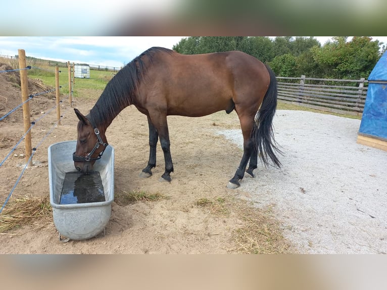 Austrian Warmblood Gelding 11 years 16 hh Bay-Dark in Waidhofen an der thaya