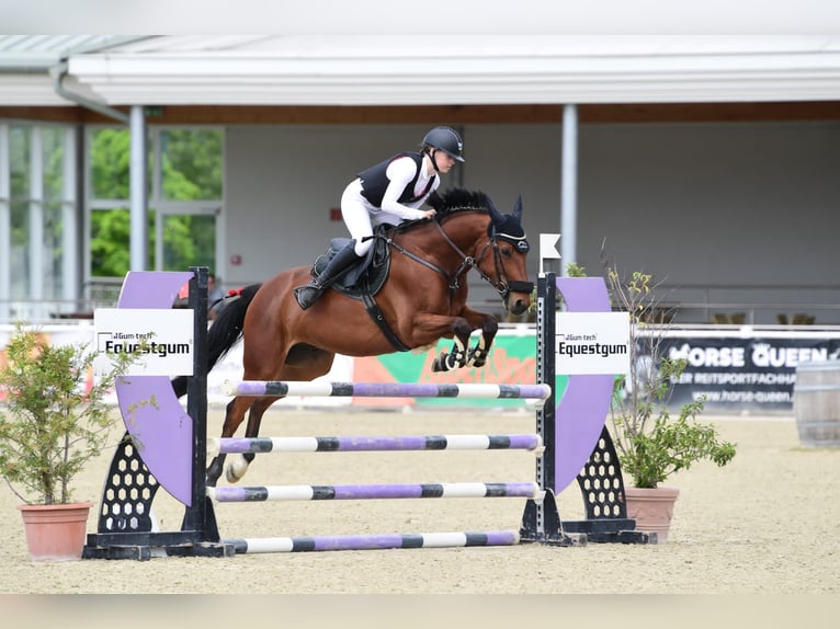 Austrian Warmblood Gelding 11 years 16 hh Brown in Bad Blumau