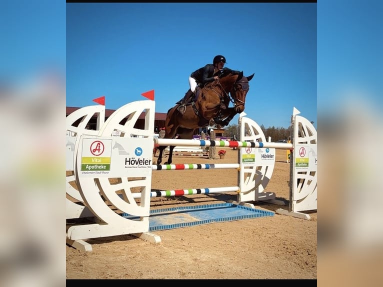 Austrian Warmblood Gelding 11 years 16,1 hh Brown in Altach