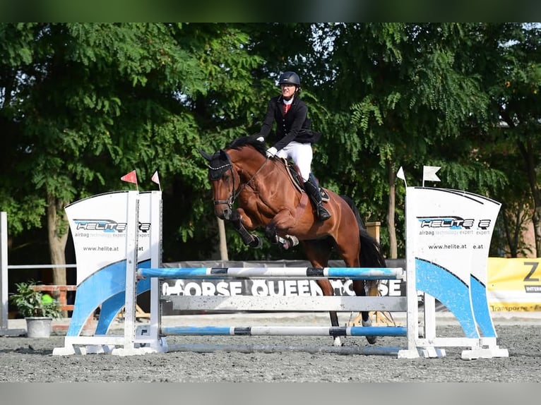 Austrian Warmblood Gelding 11 years 17 hh Brown in Fürstenfeld