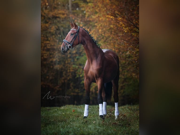 Austrian Warmblood Gelding 11 years 17 hh Brown in Fürstenfeld