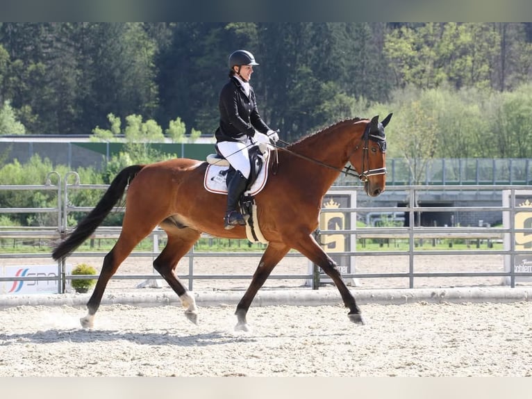 Austrian Warmblood Gelding 11 years 17 hh Brown in Fürstenfeld