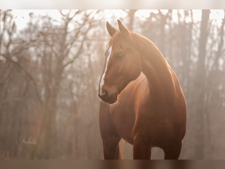 Austrian Warmblood Gelding 11 years 17 hh Chestnut-Red in Prichsenstadt Austrian Warmblood Gelding 11 years 17 hh Chestnut-Red in Prichsenstadt