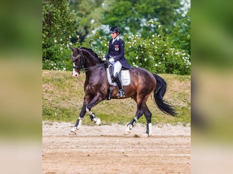 Austrian Warmblood Gelding 12 years 15,3 hh Smoky-Black in Göstritz