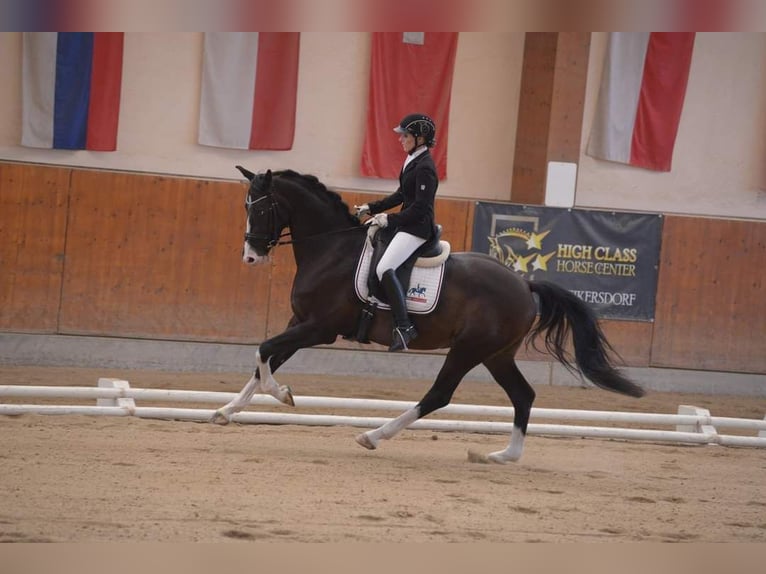 Austrian Warmblood Gelding 12 years 15,3 hh Smoky-Black in Göstritz