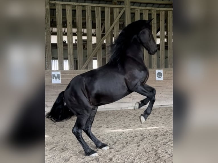 Austrian Warmblood Mix Gelding 12 years 16,2 hh Black in Köflach