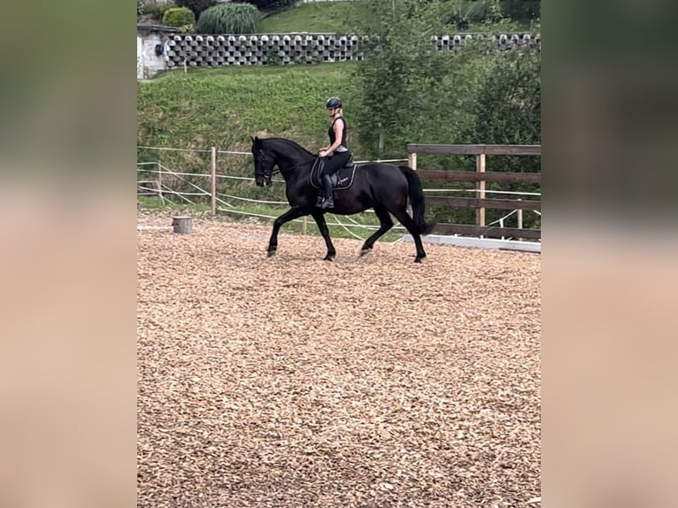 Austrian Warmblood Mix Gelding 12 years 16,2 hh Black in Köflach