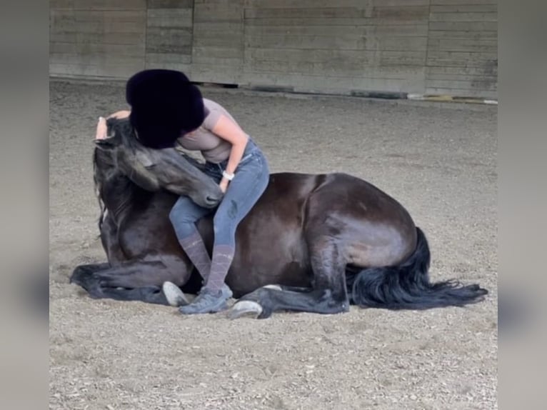 Austrian Warmblood Mix Gelding 12 years 16,2 hh Black in Köflach