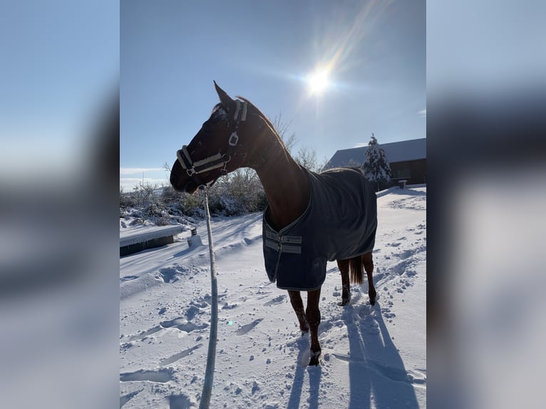 Austrian Warmblood Gelding 12 years 16,3 hh Chestnut-Red in Stetten