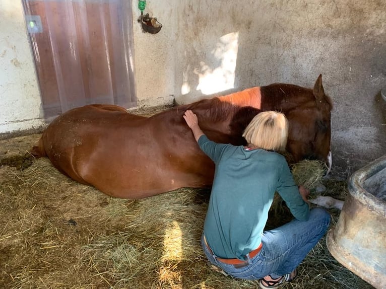 Austrian Warmblood Gelding 12 years 16,3 hh Chestnut-Red in Freiburg im Breisgau