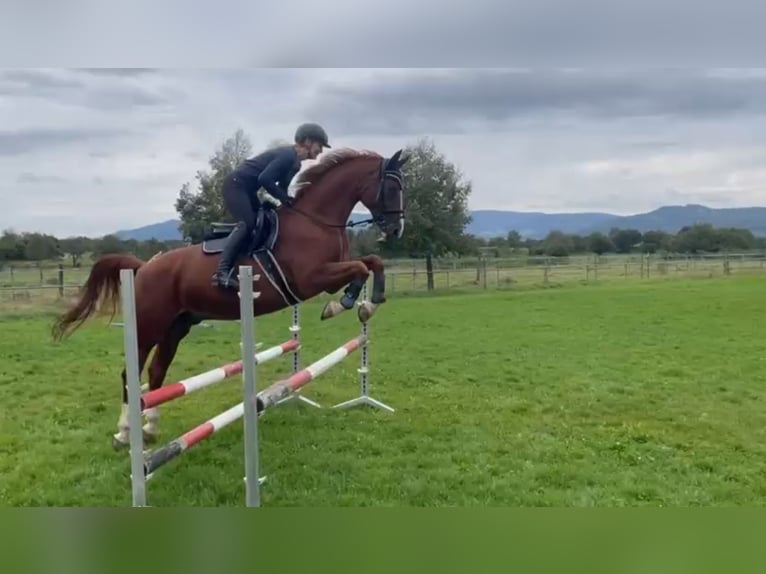 Austrian Warmblood Gelding 12 years 16,3 hh Chestnut-Red in Freiburg im Breisgau