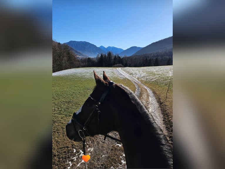 Austrian Warmblood Gelding 12 years 16,1 hh Brown in Traunreut