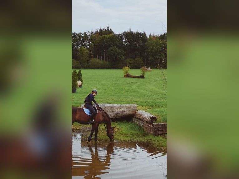 Austrian Warmblood Gelding 12 years 17.1 hh Brown in Neunkirchen