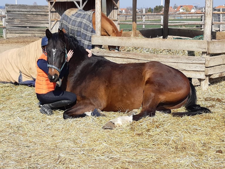 Austrian Warmblood Gelding 12 years 18,1 hh Brown in Hof am Leithaberge