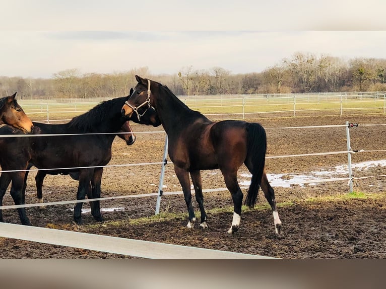 Austrian Warmblood Gelding 12 years 18,1 hh Brown in Hof am Leithaberge