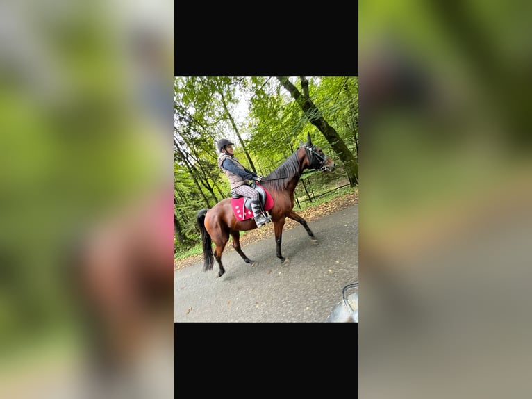 Austrian Warmblood Gelding 13 years 15.2 hh Brown in Wildon