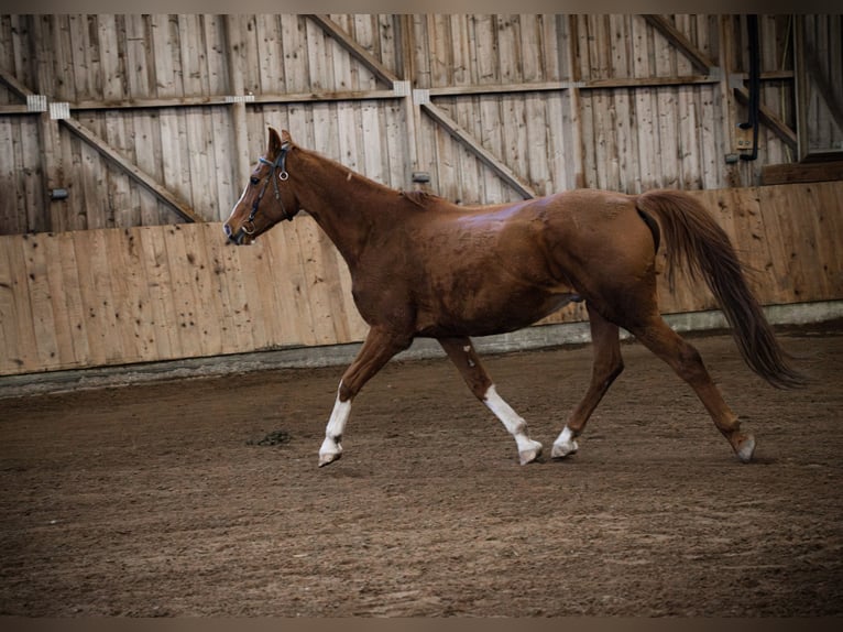 Austrian Warmblood Gelding 13 years 15,3 hh Chestnut-Red in Eberschwang