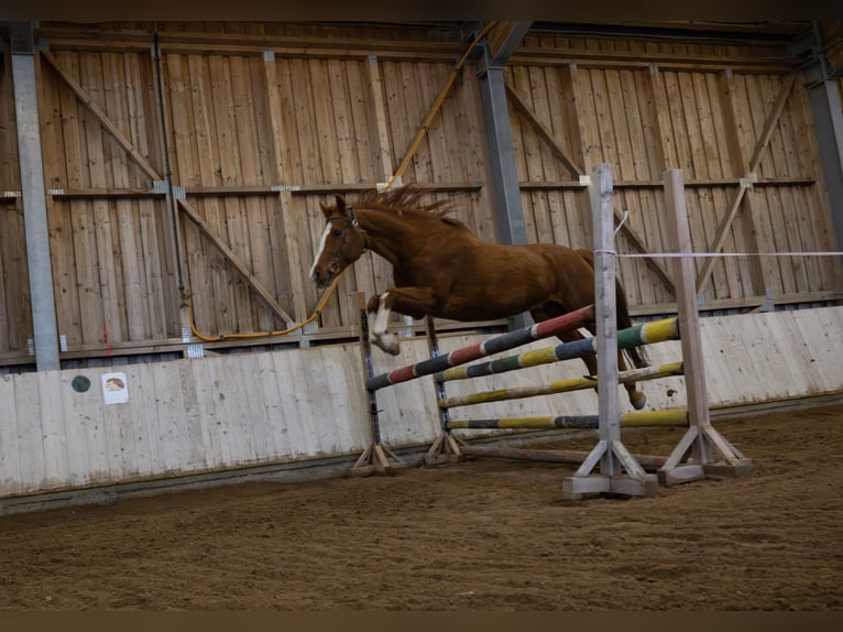 Austrian Warmblood Gelding 13 years 15,3 hh Chestnut-Red in Eberschwang