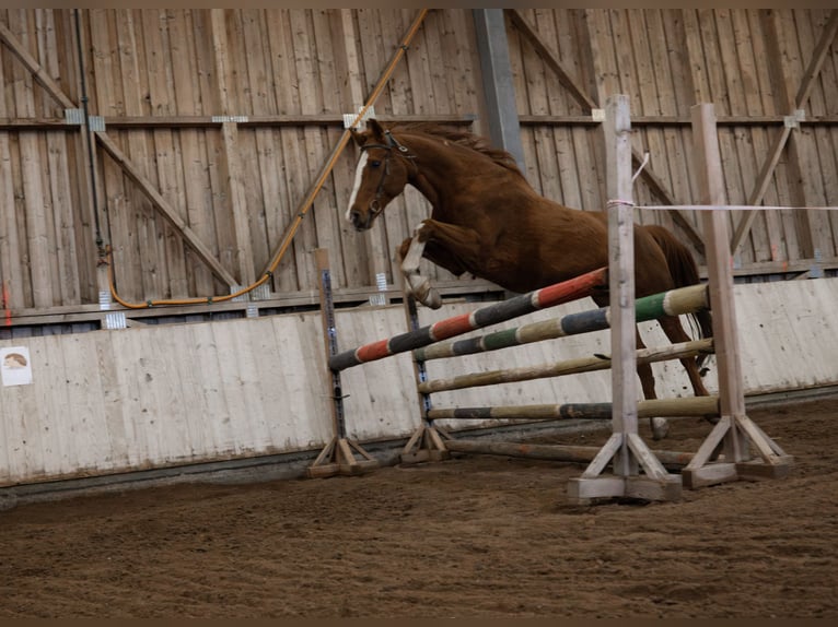 Austrian Warmblood Gelding 13 years 15,3 hh Chestnut-Red in Eberschwang