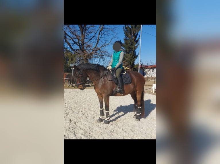 Austrian Warmblood Gelding 13 years 16 hh Brown in St. Stefan im Rosenthal
