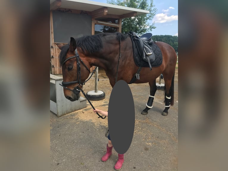 Austrian Warmblood Gelding 13 years 16 hh Brown in St. Stefan im Rosenthal