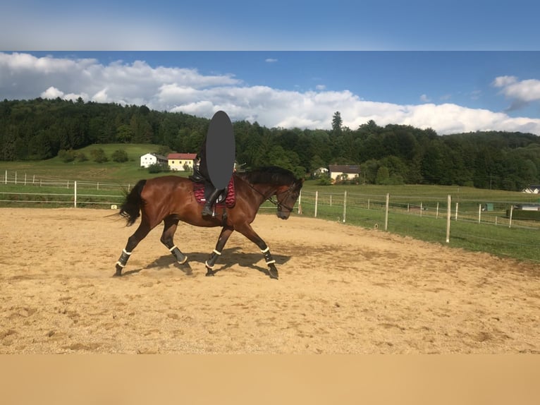 Austrian Warmblood Gelding 13 years 16 hh Brown in St. Stefan im Rosenthal