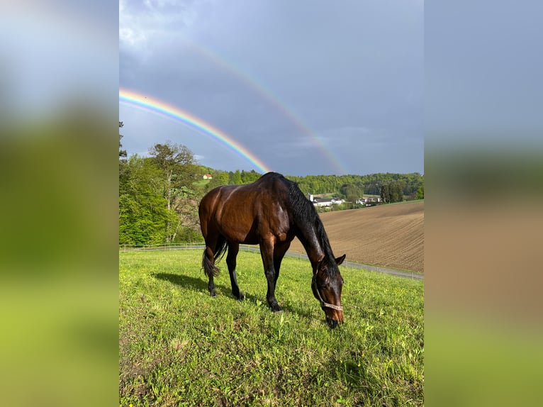 Austrian Warmblood Gelding 13 years 16 hh Brown in St. Stefan im Rosenthal