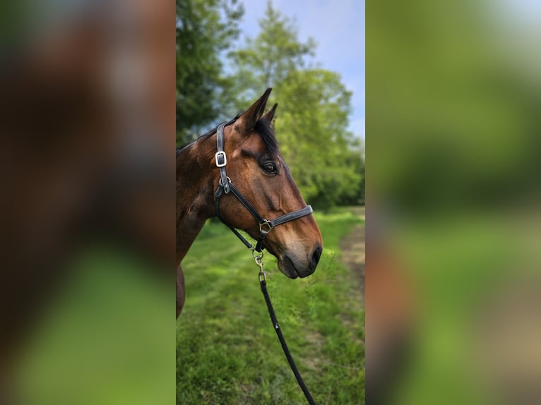 Austrian Warmblood Gelding 13 years 16 hh Brown in St. Stefan im Rosenthal