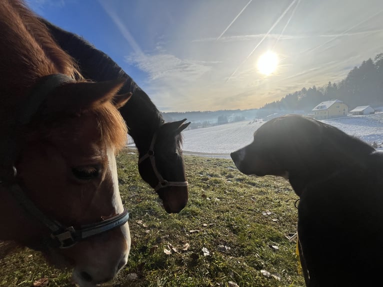 Austrian Warmblood Gelding 13 years 16 hh Brown in St. Stefan im Rosenthal
