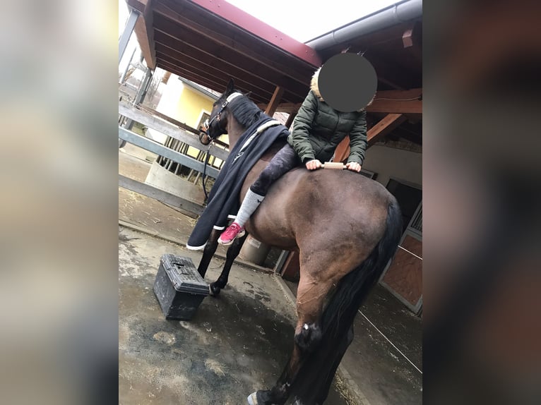 Austrian Warmblood Gelding 13 years 16 hh Brown in St. Stefan im Rosenthal