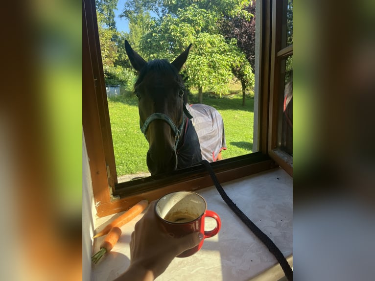 Austrian Warmblood Gelding 13 years 16 hh Brown in St. Stefan im Rosenthal