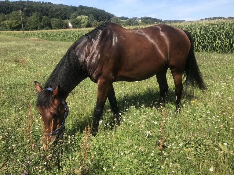 Austrian Warmblood Gelding 13 years 16 hh Brown in St. Stefan im Rosenthal