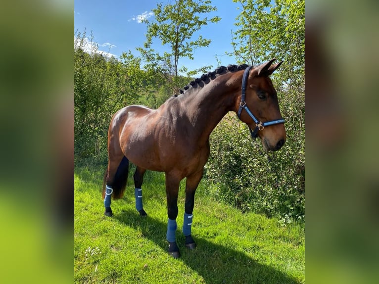 Austrian Warmblood Gelding 13 years 16 hh Brown in St. Stefan im Rosenthal