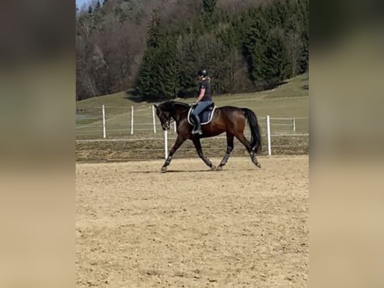 Austrian Warmblood Gelding 13 years 16 hh Brown in St. Stefan im Rosenthal