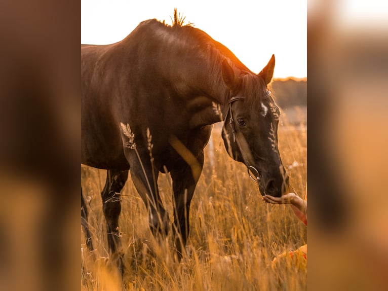 Austrian Warmblood Gelding 13 years 16,1 hh Black in Biberach an der Ri&#xDF; Bergerhausen