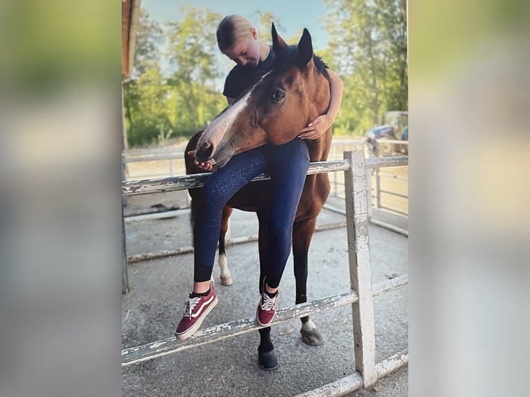 Austrian Warmblood Gelding 13 years 17,1 hh Brown in Zurndorf