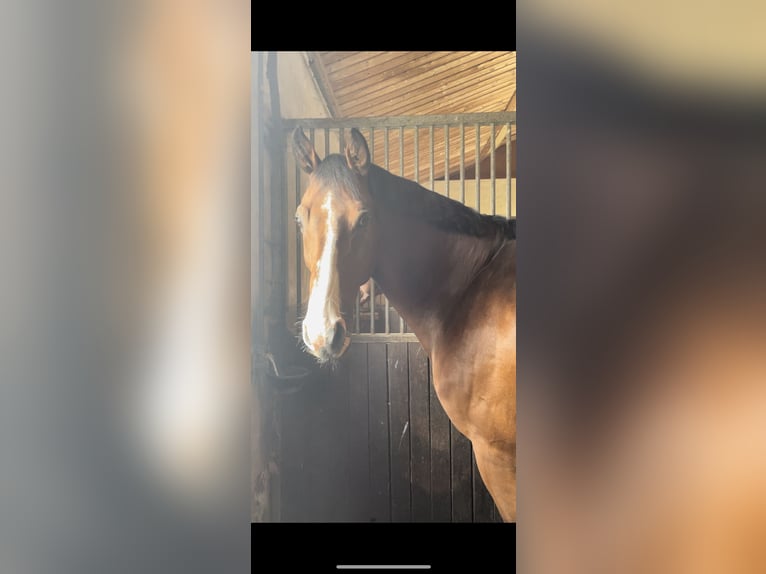 Austrian Warmblood Gelding 13 years 17,1 hh Brown in Zurndorf