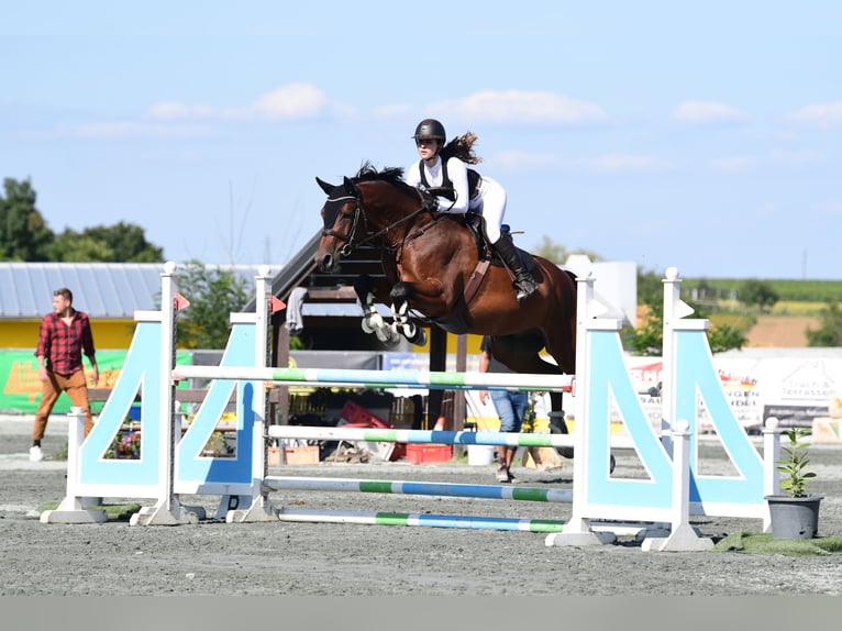 Austrian Warmblood Gelding 13 years 17 hh Brown in Pressbaum