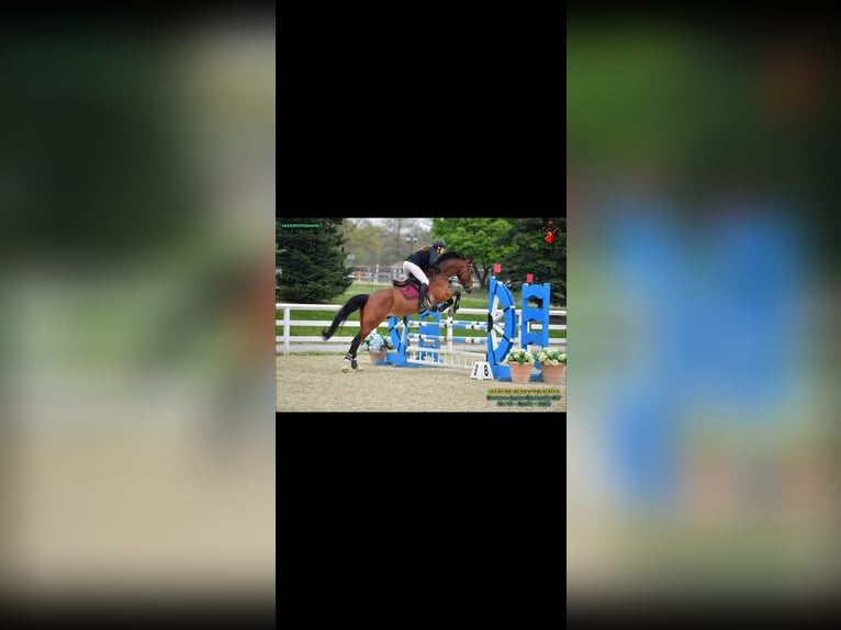 Austrian Warmblood Gelding 13 years 17 hh Brown in Taverne Austrian Warmblood Gelding 13 years 17 hh Brown in Taverne