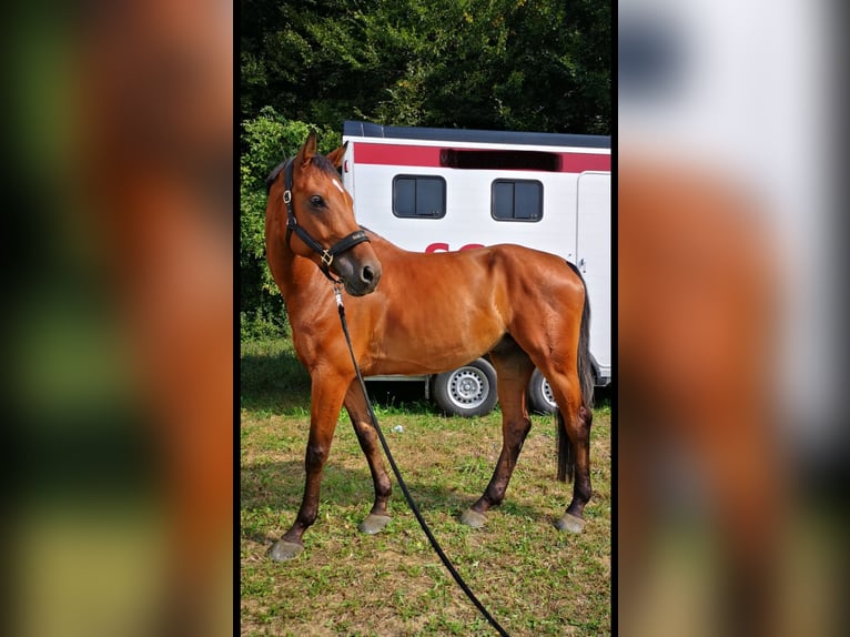 Austrian Warmblood Gelding 13 years Brown in Aying