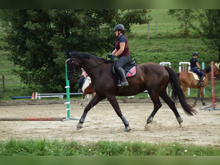 Austrian Warmblood Gelding 14 years 16,3 hh Black in St.Pölten