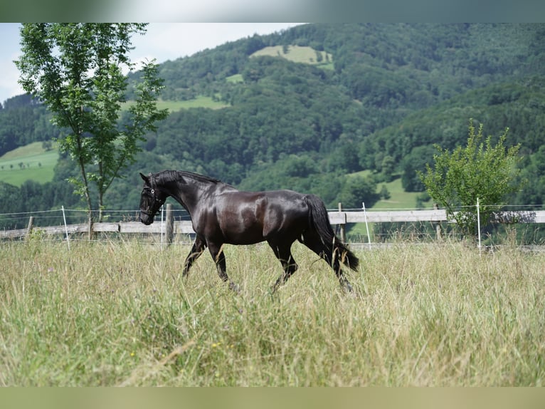 Austrian Warmblood Gelding 14 years 16,3 hh Black in St.Pölten