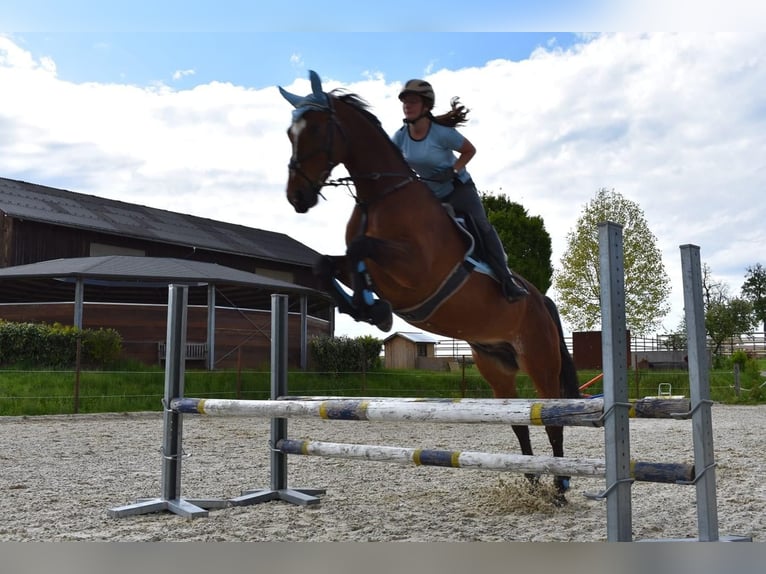 Austrian Warmblood Gelding 15 years 16,1 hh Brown in Gampern