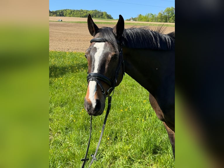 Austrian Warmblood Gelding 15 years 16 hh Bay-Dark in Hartkirchen
