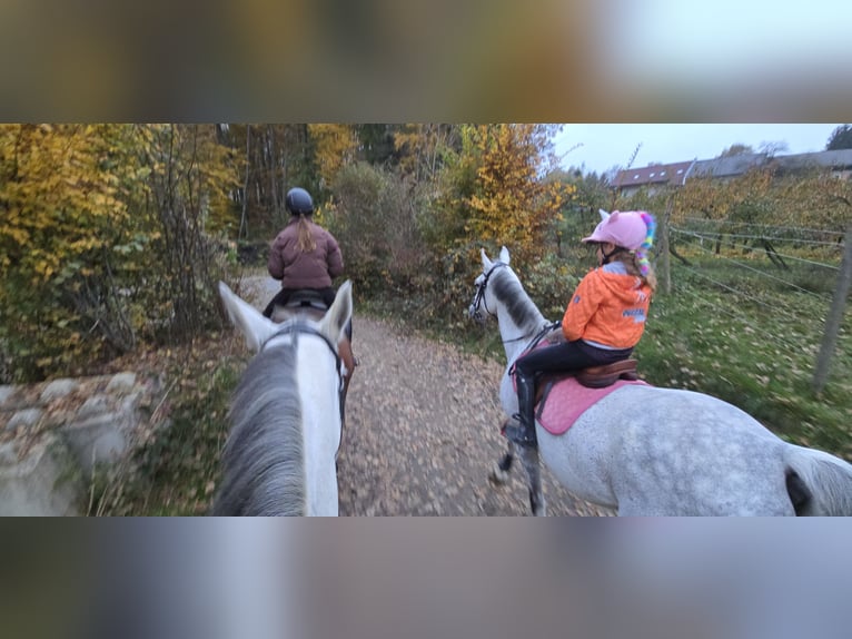 Austrian Warmblood Gelding 15 years 16,2 hh Grey in Klein-Preding