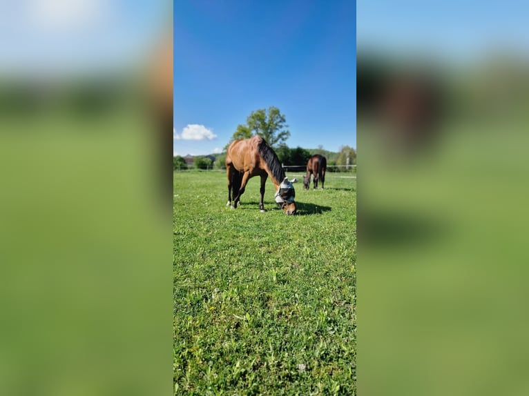 Austrian Warmblood Gelding 15 years Brown in Lebring